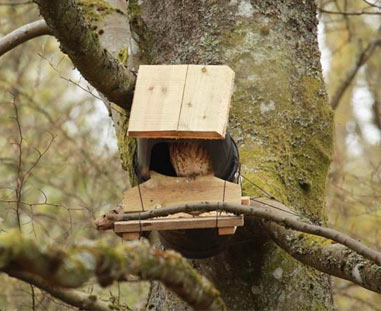 Tawny owl nestbox